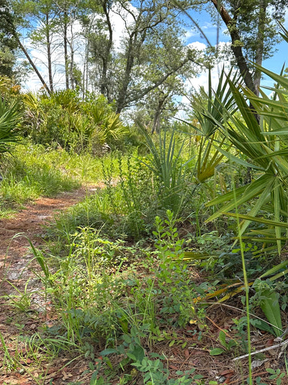 Sericocarpus tortifolius - Whitetop aster