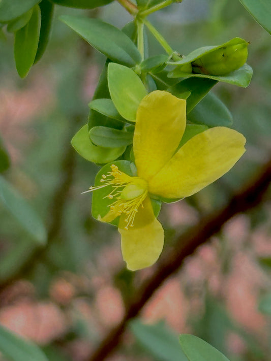 Hypericum hypericoides - St. Andrew’s Cross