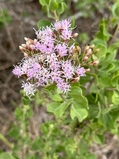 Garberia heterophylla - Garberia