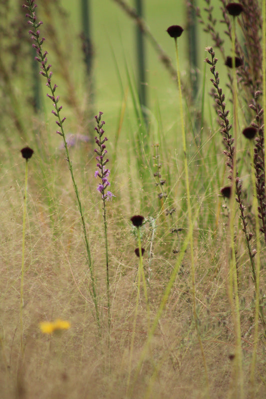 Eragrostis spectabilis - Purple Lovegrass