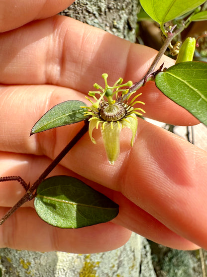 Passiflora suberosa - Corkystem passionflower