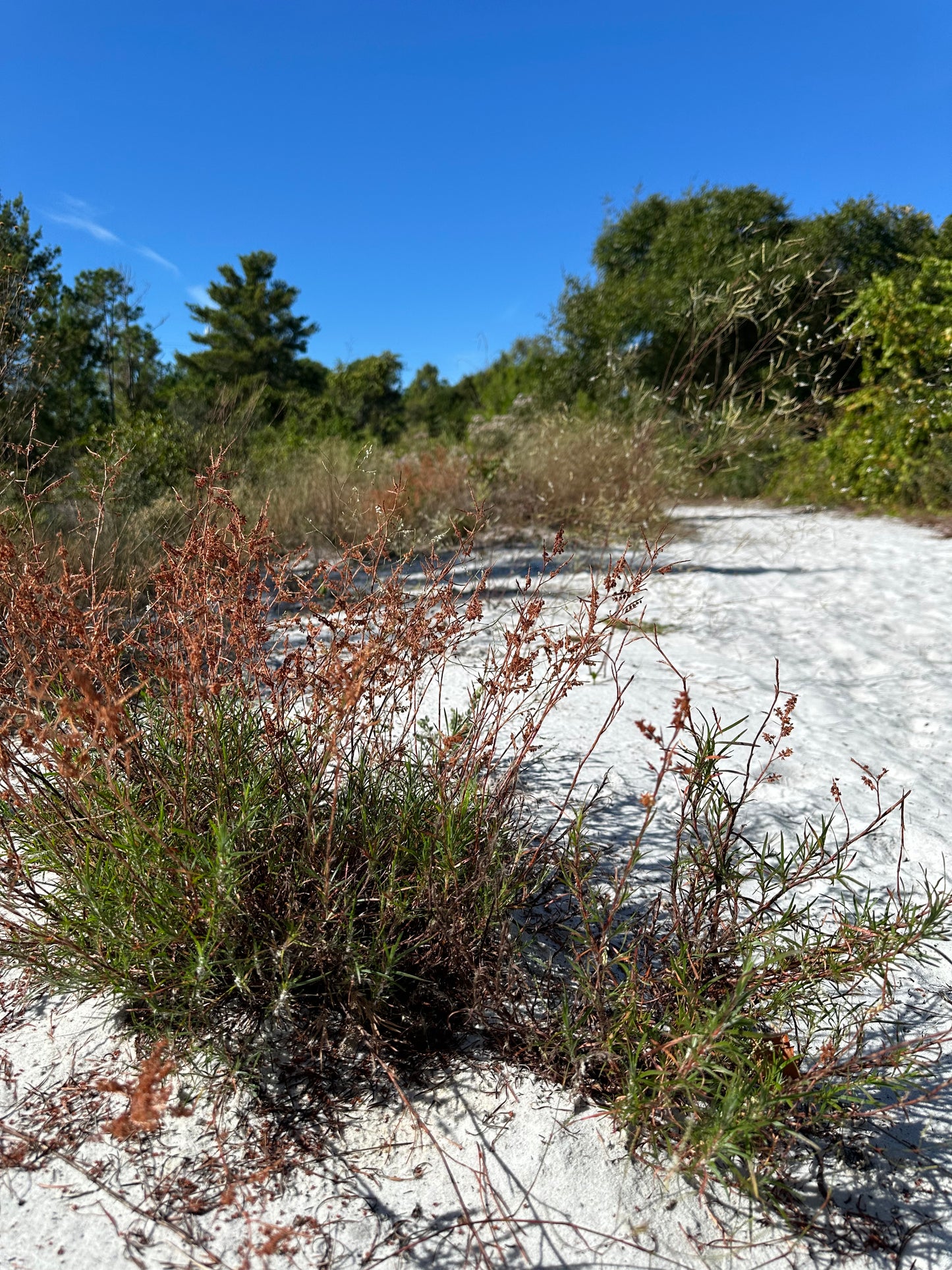 Polygonum nesomii - Sandhill wire-weed