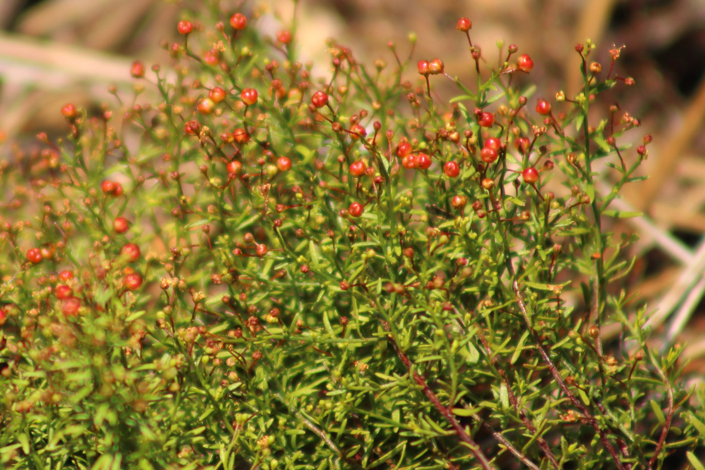 Lechea deckertii - Deckert’s pinweed