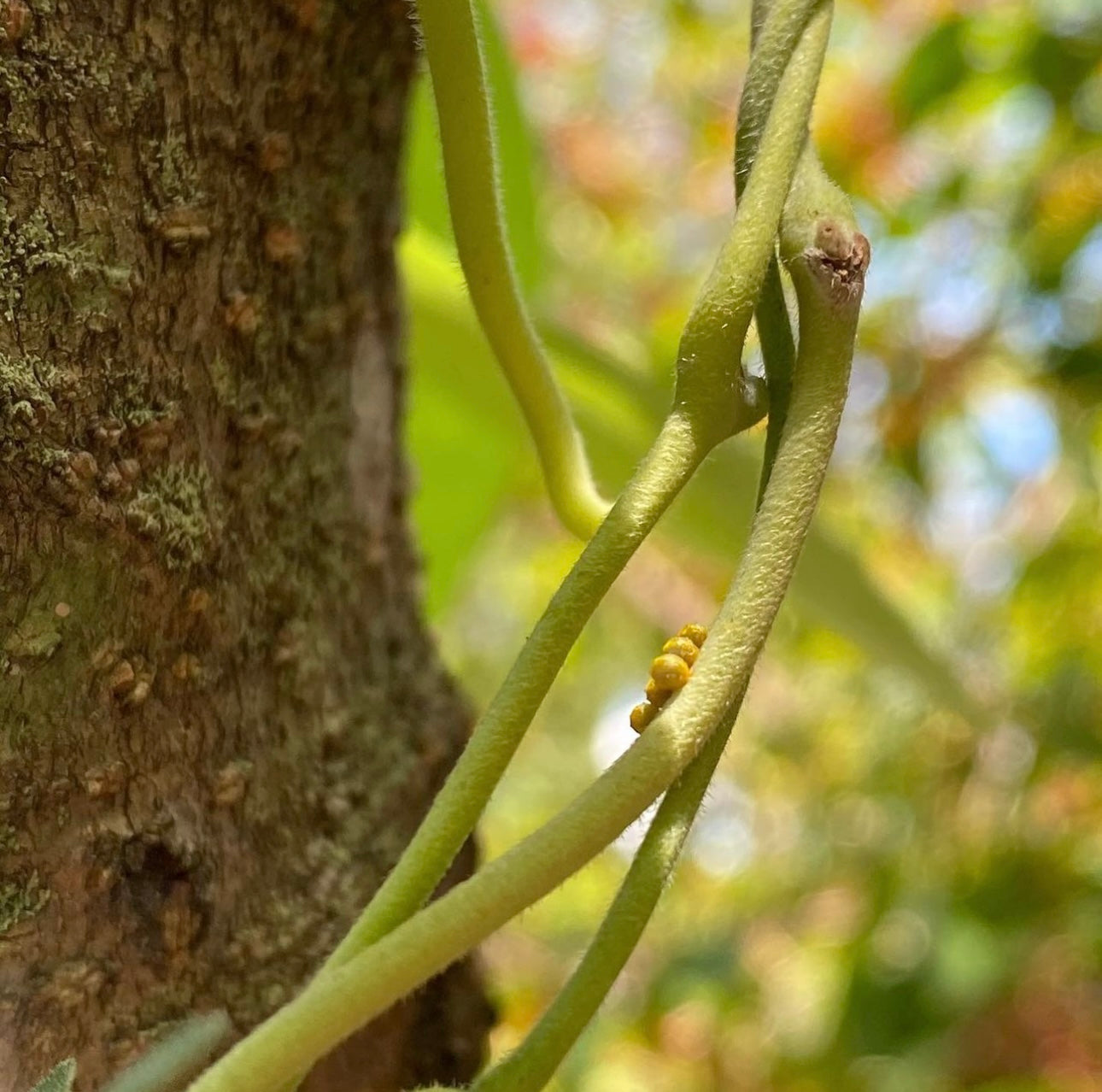 Aristolochia tomentosa - Wolly Dutchman's Pipe