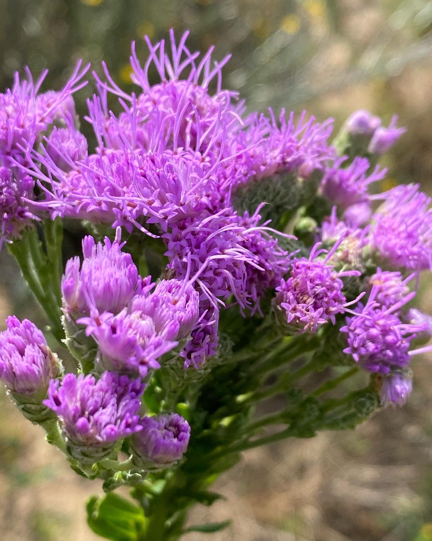 Carphephorus corymbosus - Florida paintbrush