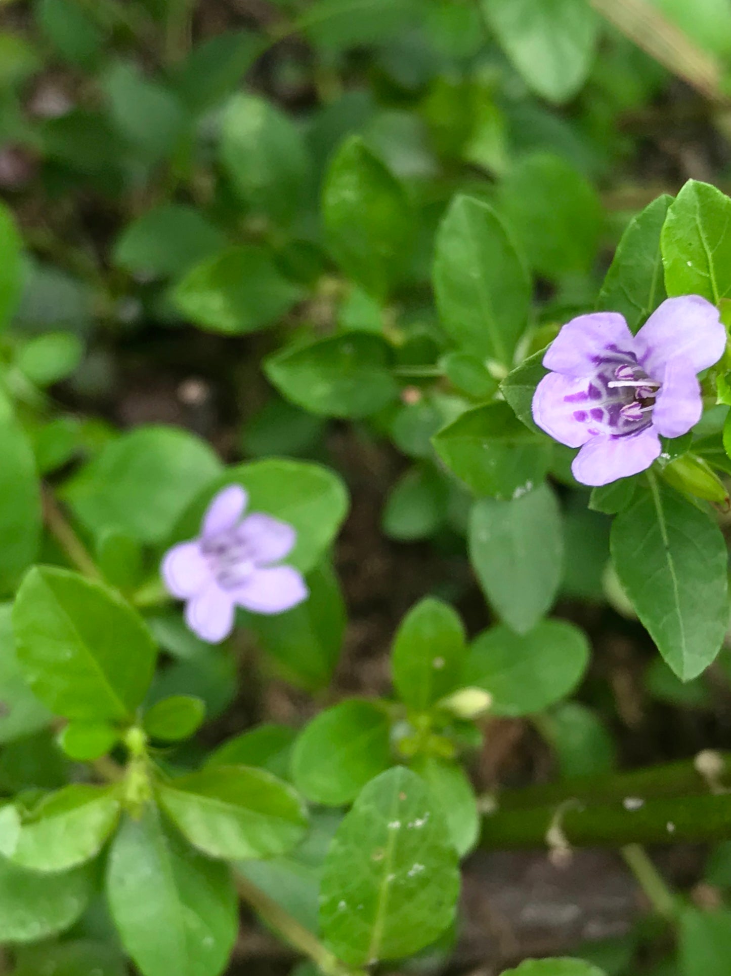 Dyschoriste humistrata - Hammock twinflower