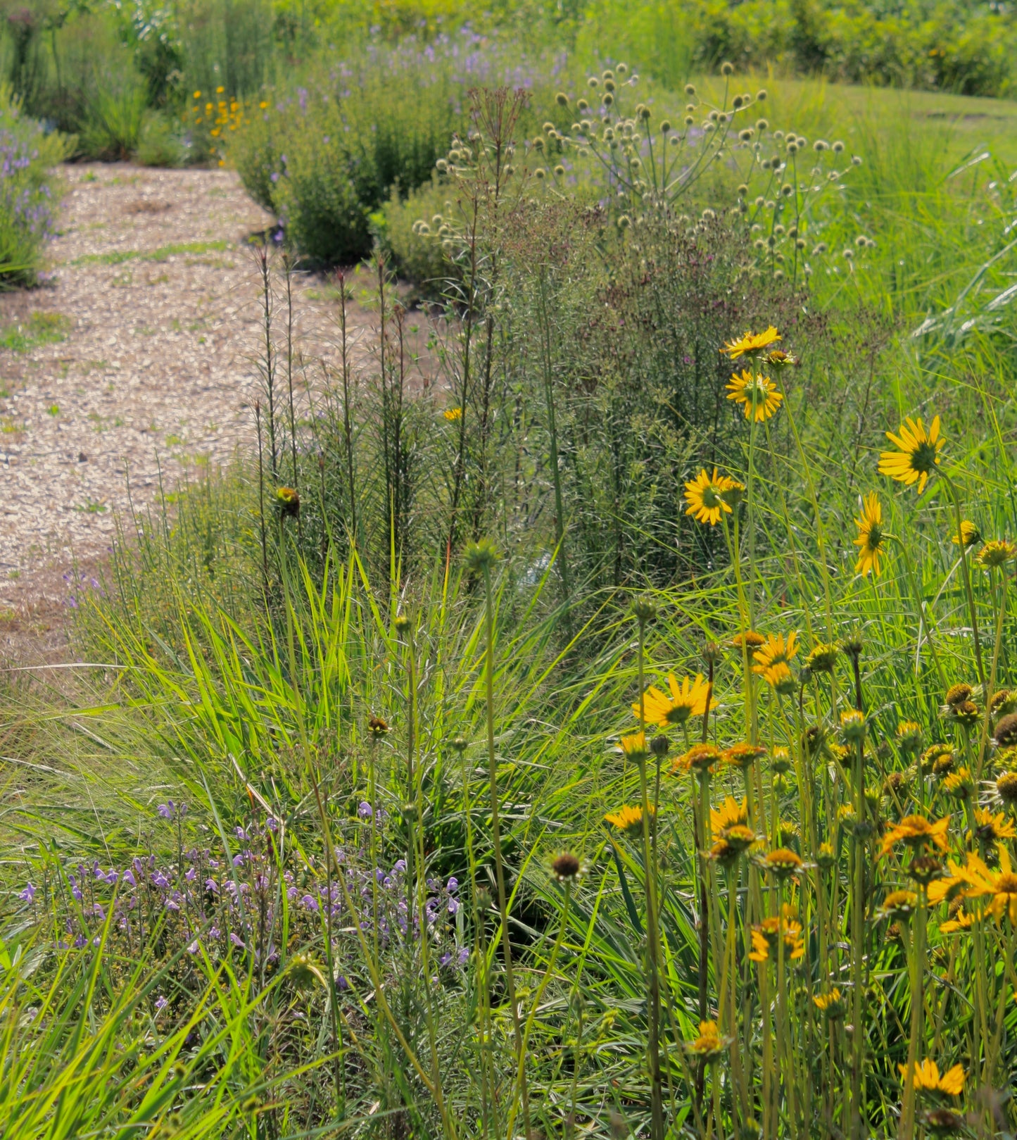 Helianthus carnosus - Flatwoods sunflower