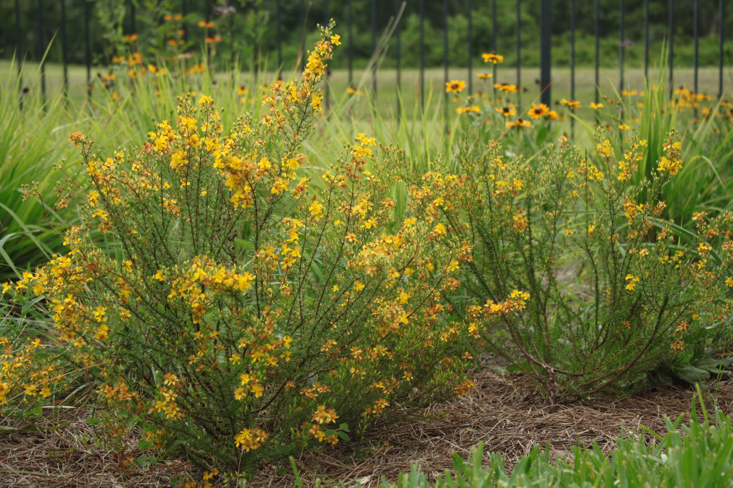 Hypericum tenuifolium - Atlantic St. John’s Wort