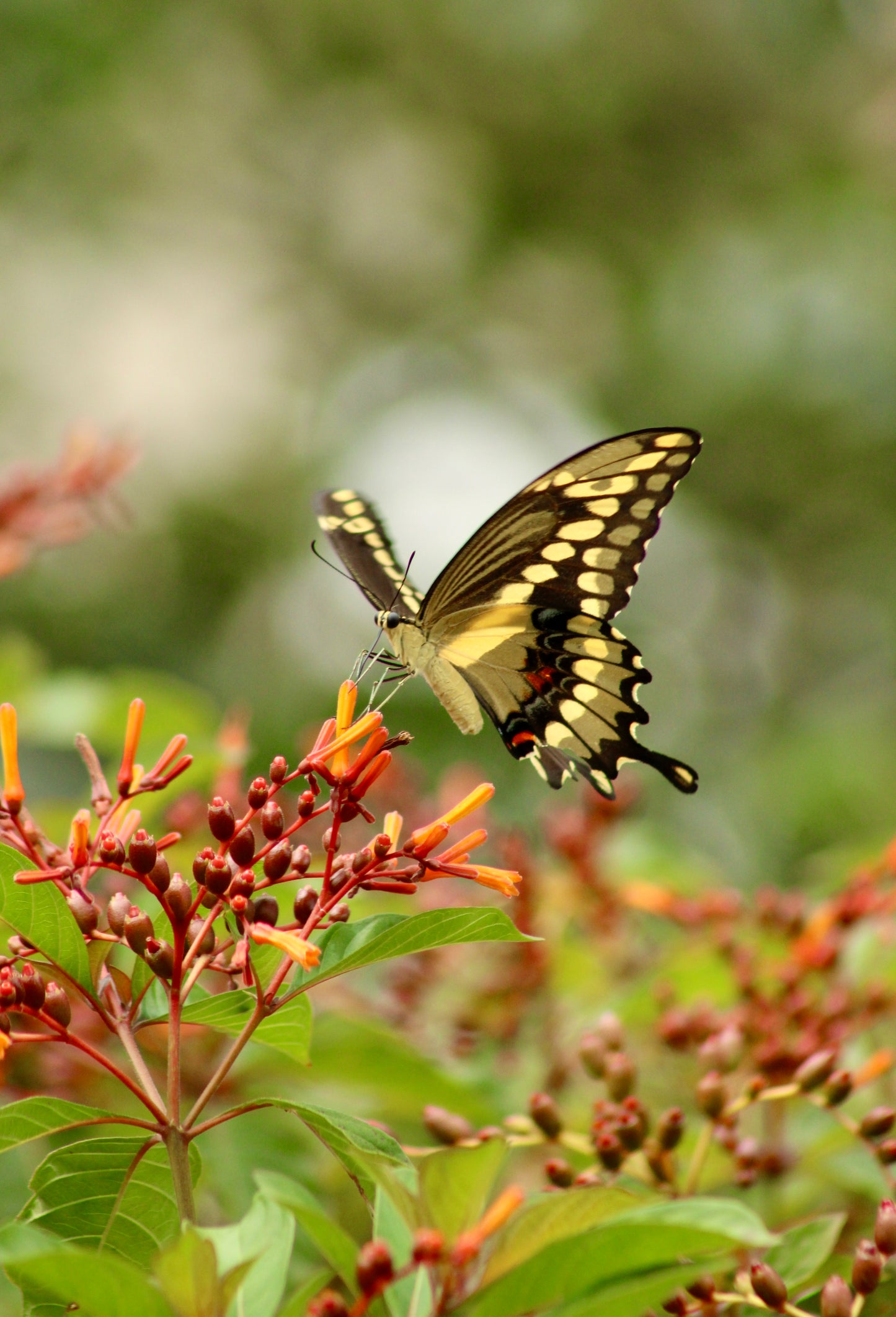 Hamelia patens - Firebush