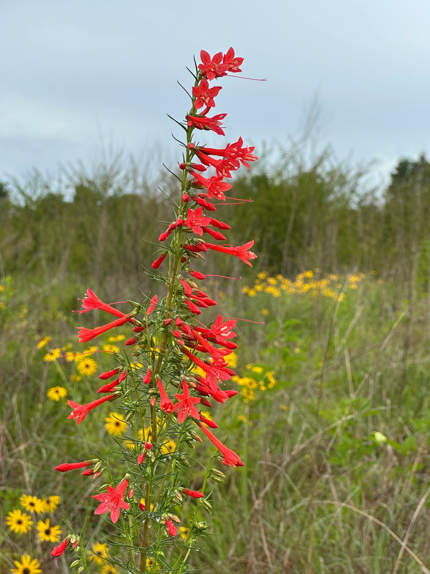 Ipomopsis rubra - Standing Cypress