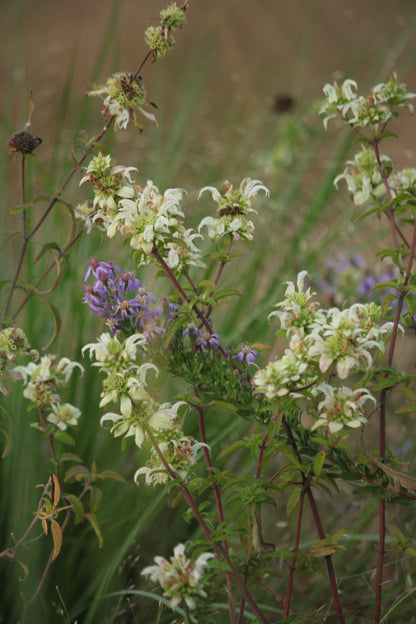 Symphyotrichum concolor - Eastern silver aster