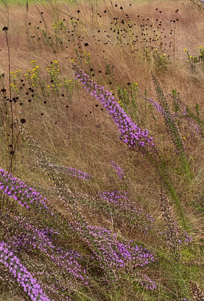 Liatris gracilis - Graceful blazing star