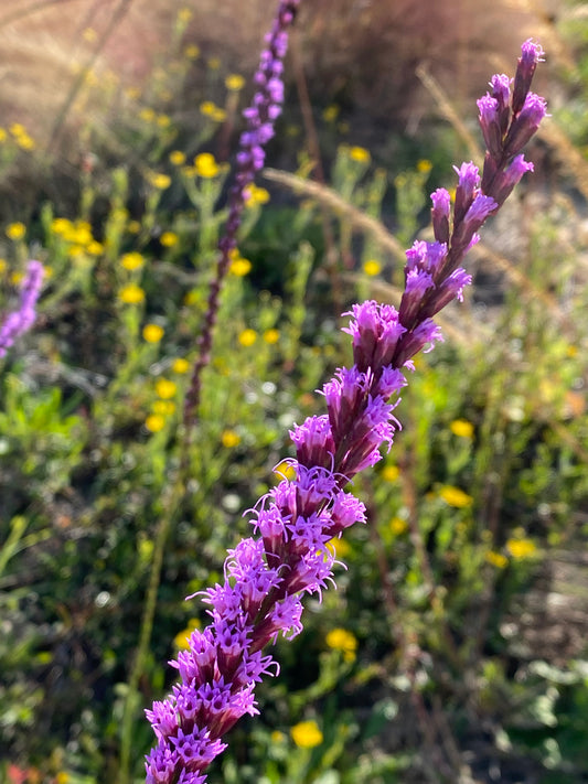 Liatris tenuifolia - Scrub blazing star