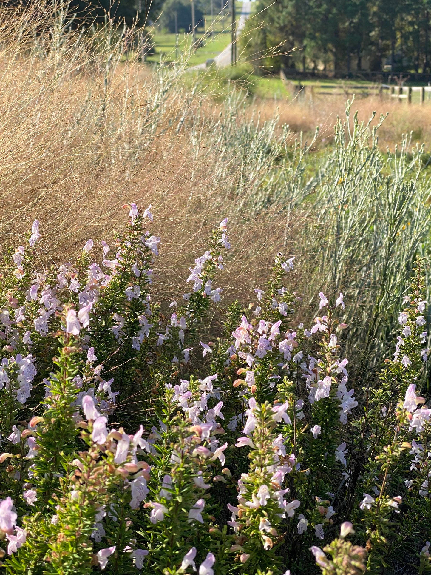 Eragrostis spectabilis - Purple Lovegrass