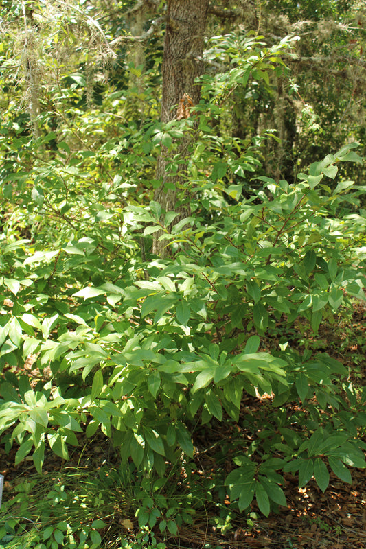 Asimina parviflora - Smallflower pawpaw