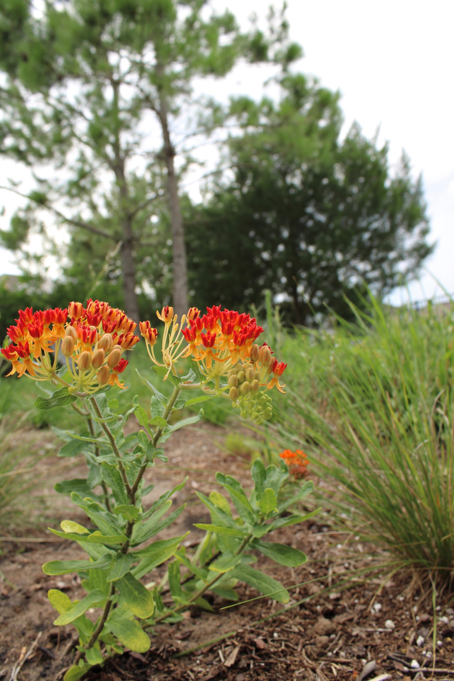 Asclepias tuberosa ssp. rolfsii - Rolfs' milkweed
