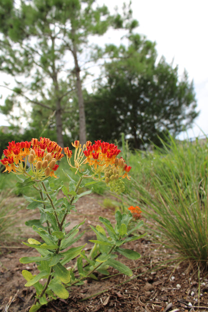 Asclepias tuberosa ssp. rolfsii - Rolfs' milkweed