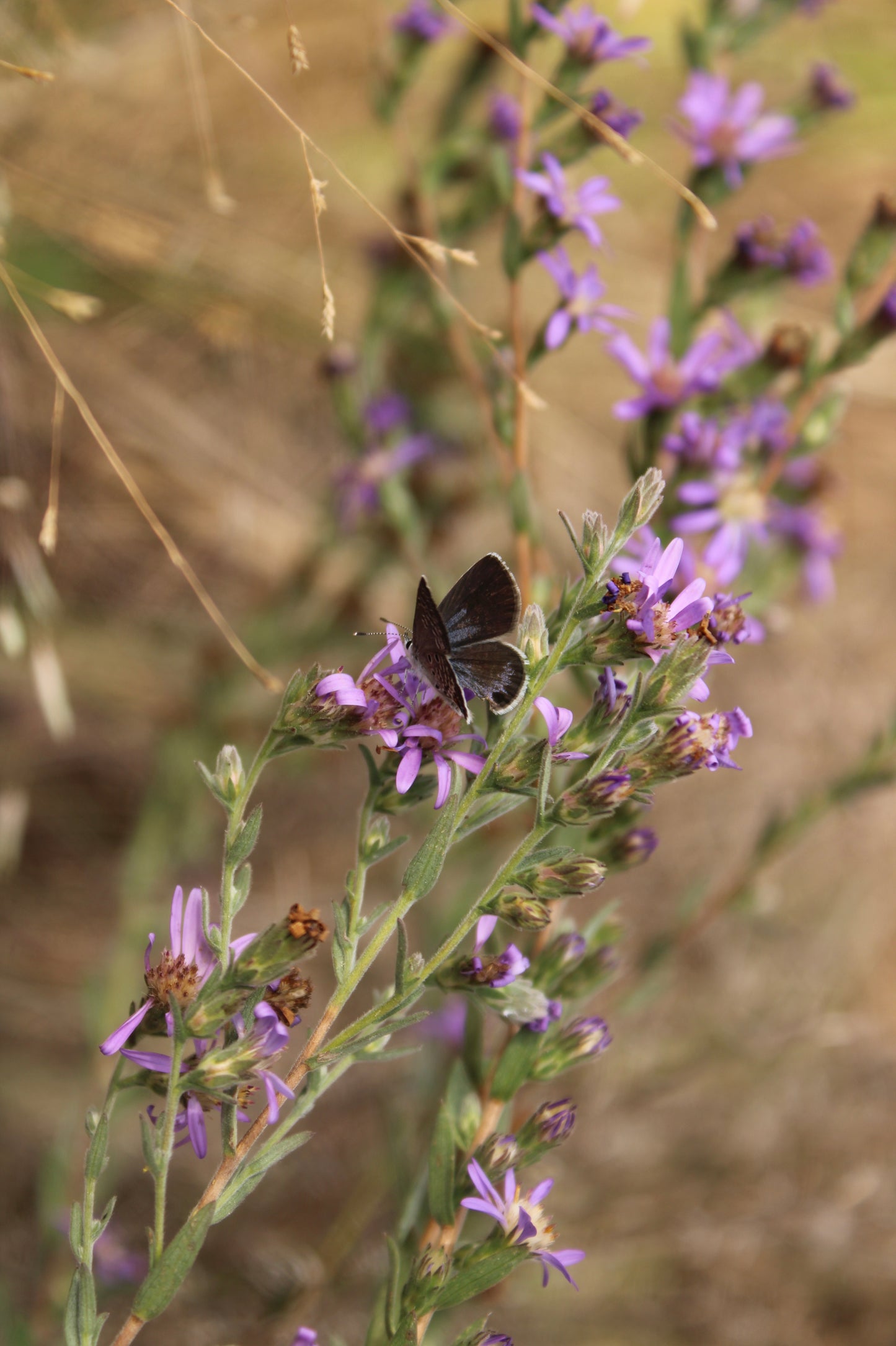 Symphyotrichum concolor - Eastern silver aster