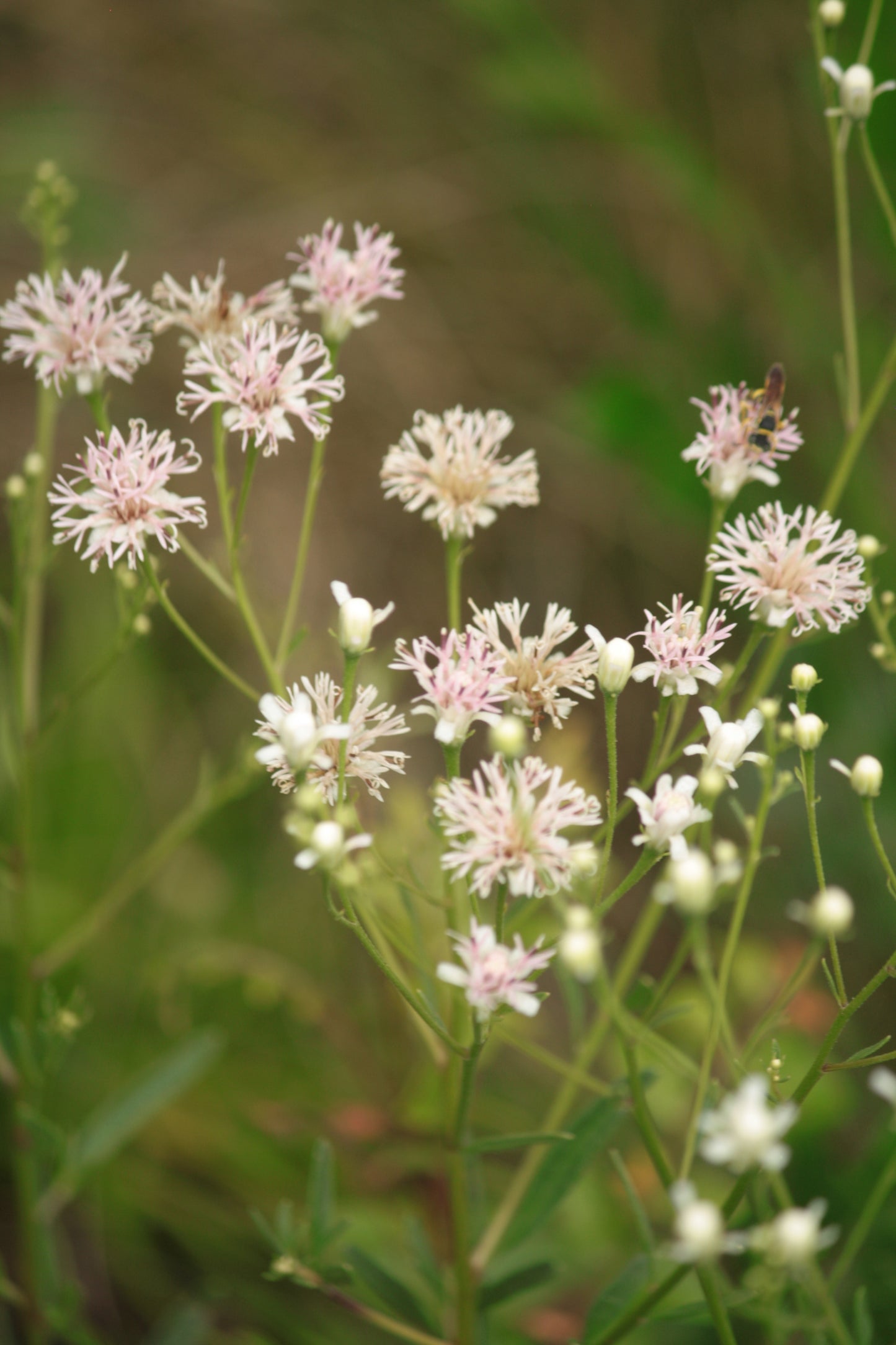 Palafoxia integrifolia - Coastal plain palafox