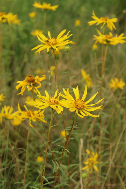 Phoebanthus grandiflorus - Phoebanthus