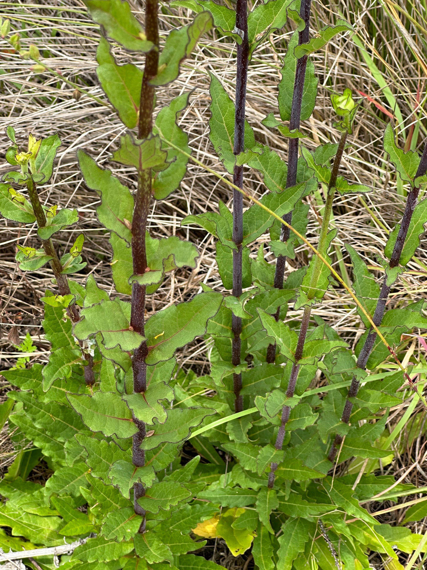 Silphium asteriscus - Stary rosinweed