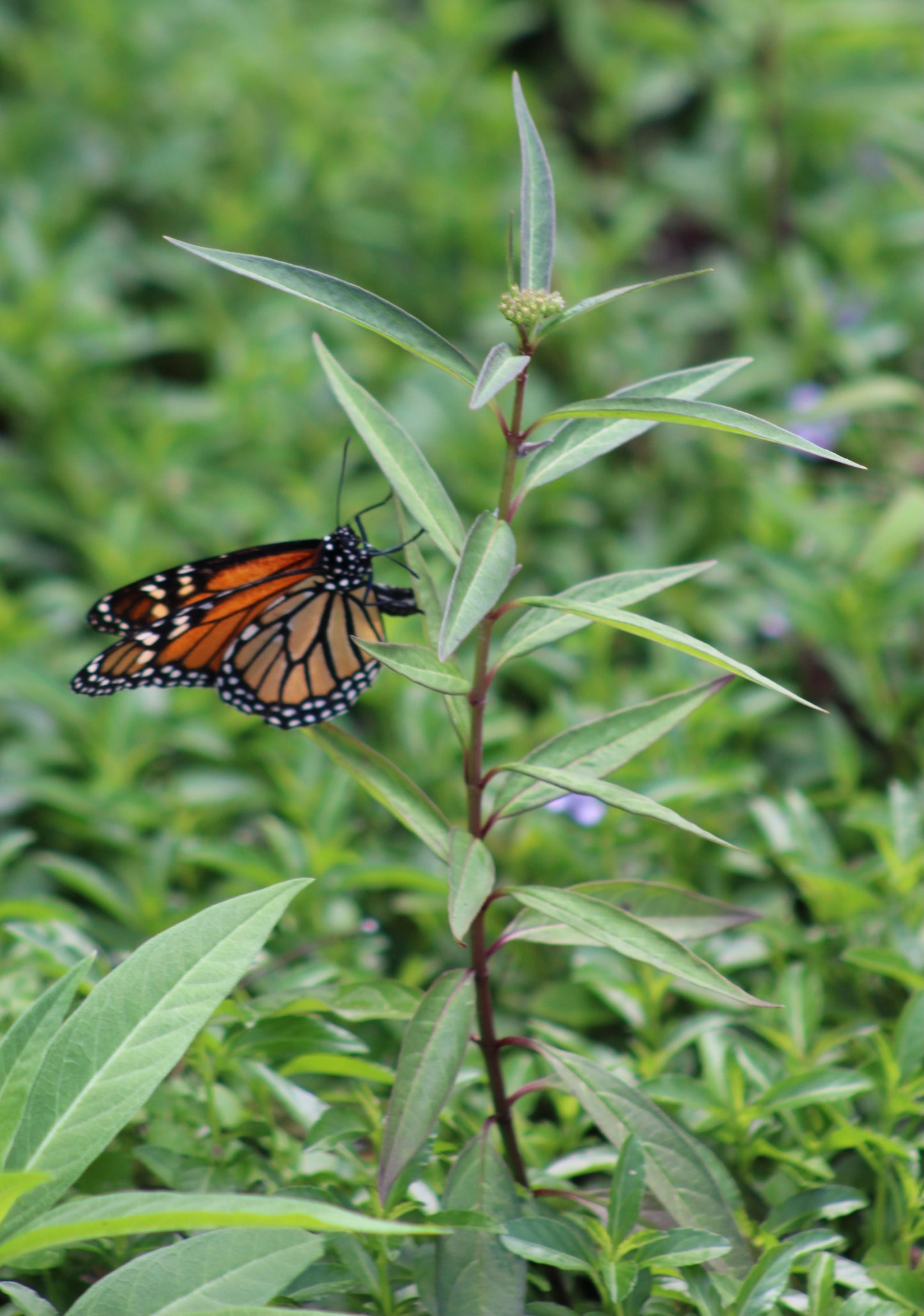Asclepias perennis - White milkweed