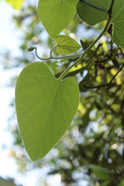 Aristolochia tomentosa - Wolly Dutchman's Pipe