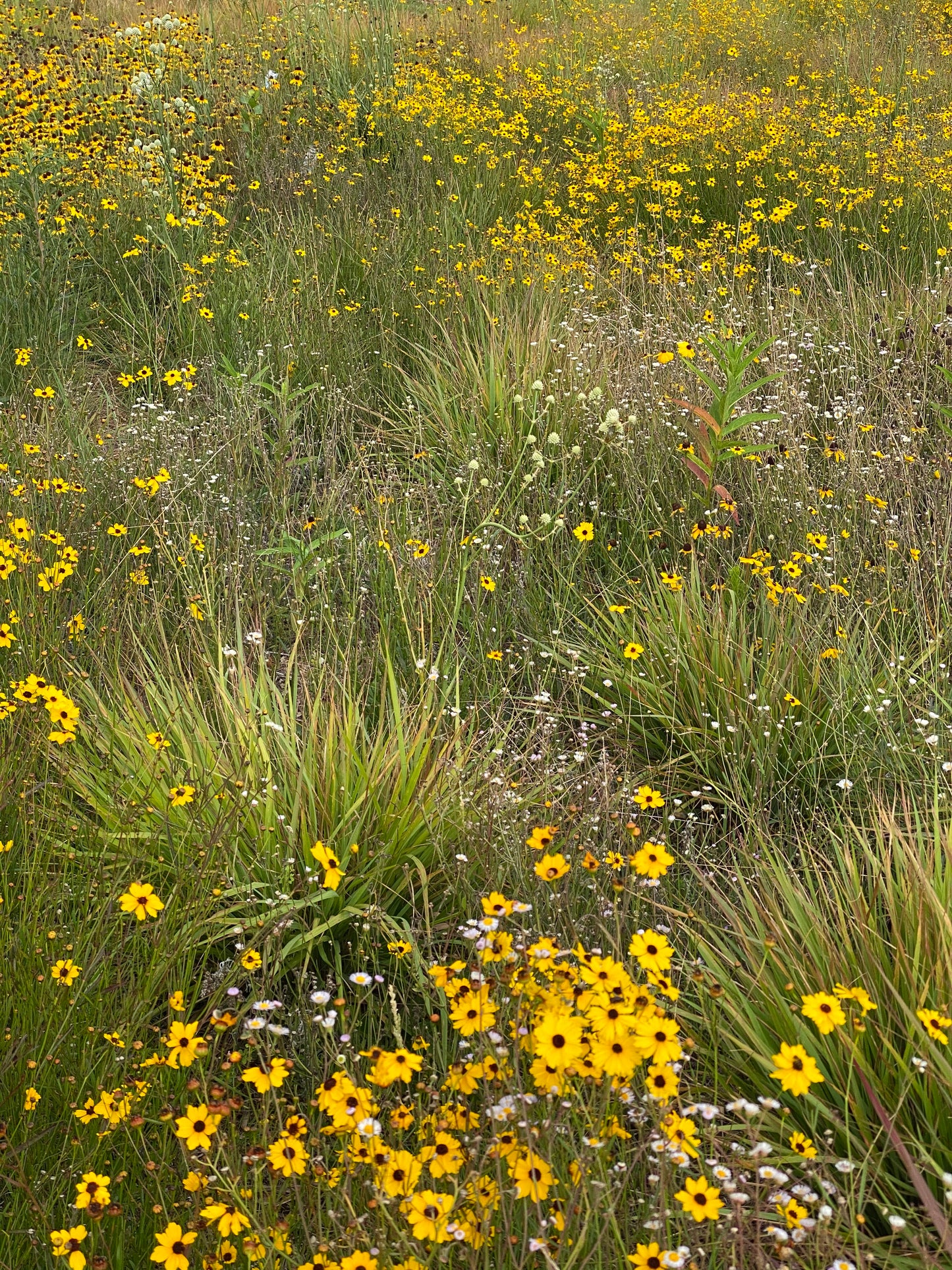 Coreopsis leavenworthii - Leavenworth’s tickseed