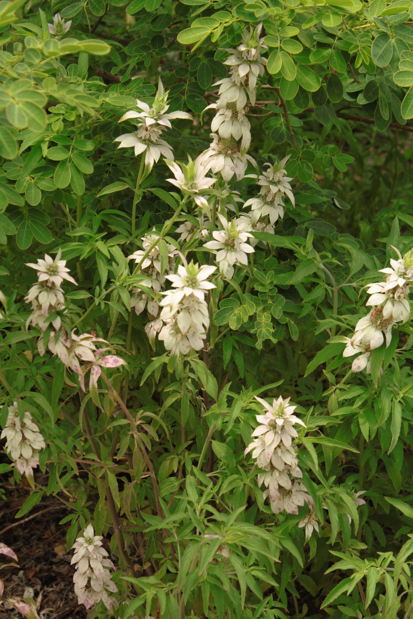 Monarda punctata - Spotted beebalm