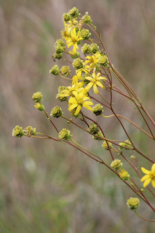 Silphium compositum - Kidney leaf rosinweed