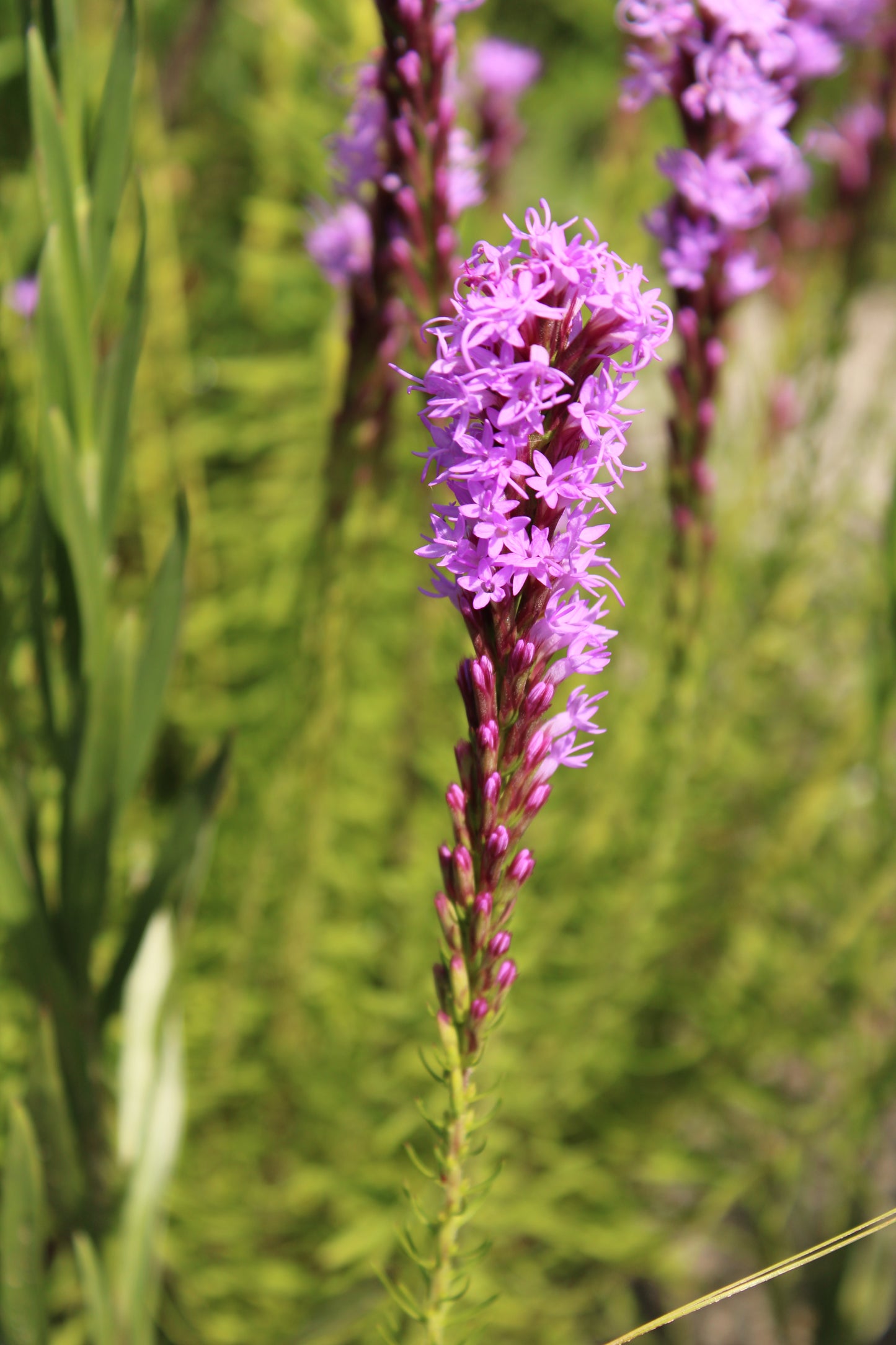 Liatris chapmanii - Chapman's Blazing Star