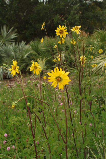 Silphium asteriscus - Stary rosinweed