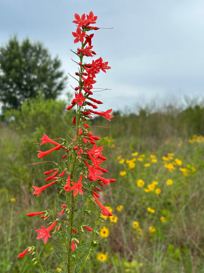 Ipomopsis rubra - Standing Cypress