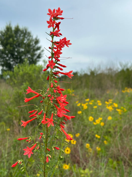 Ipomopsis rubra - Standing Cypress
