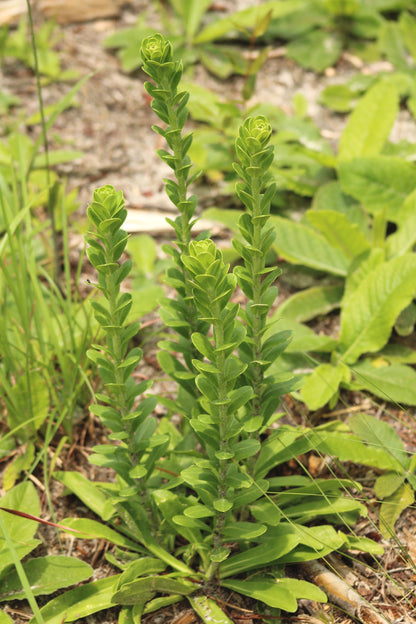 Carphephorus corymbosus - Florida paintbrush