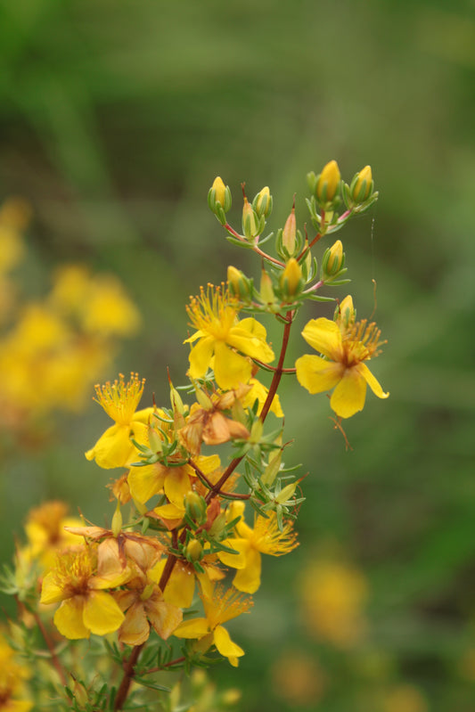 Hypericum tenuifolium - Atlantic St. John’s Wort