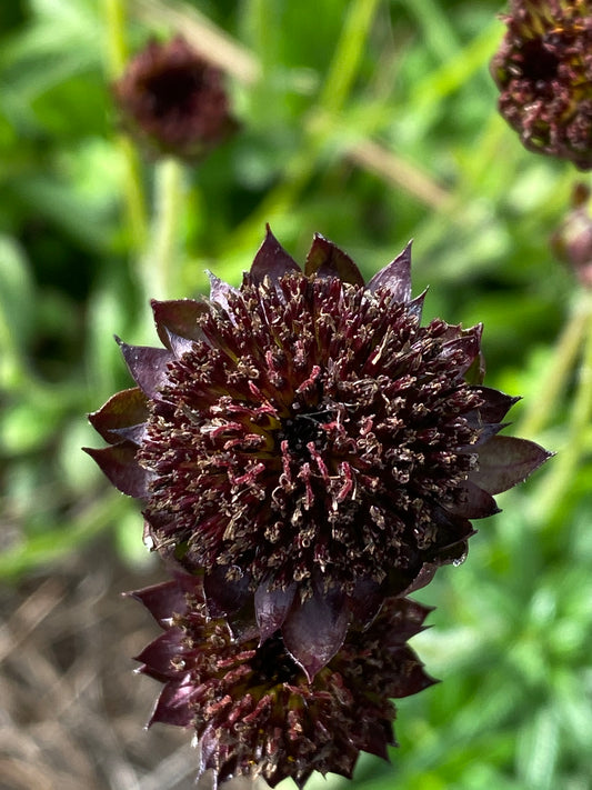 Helianthus radula - Rayless sunflower