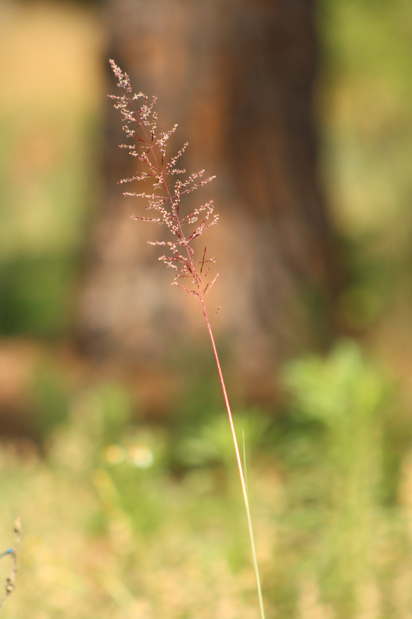 Sporobolus junceus - Pineywoods dropseed