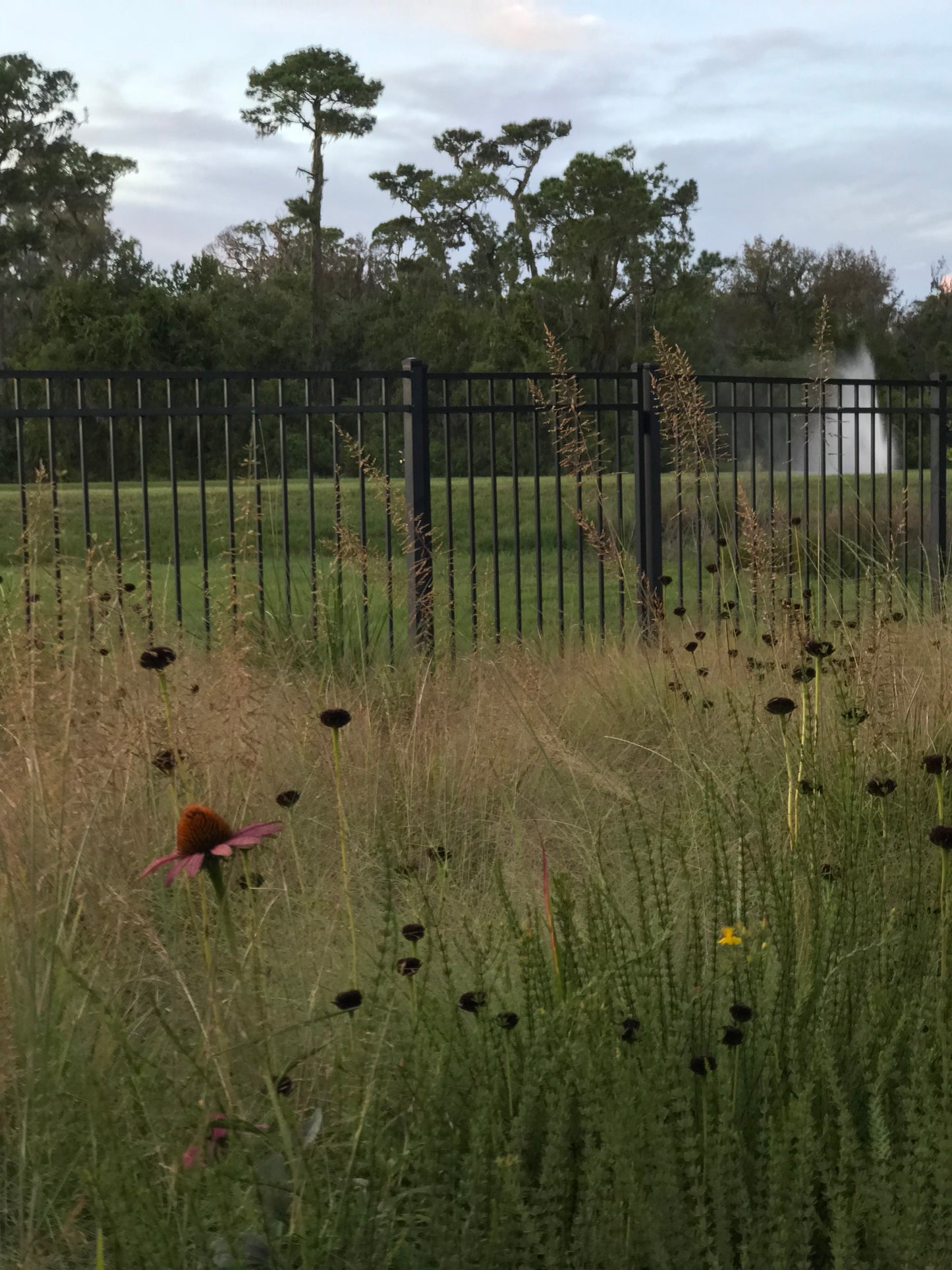 Sporobolus junceus - Pineywoods dropseed