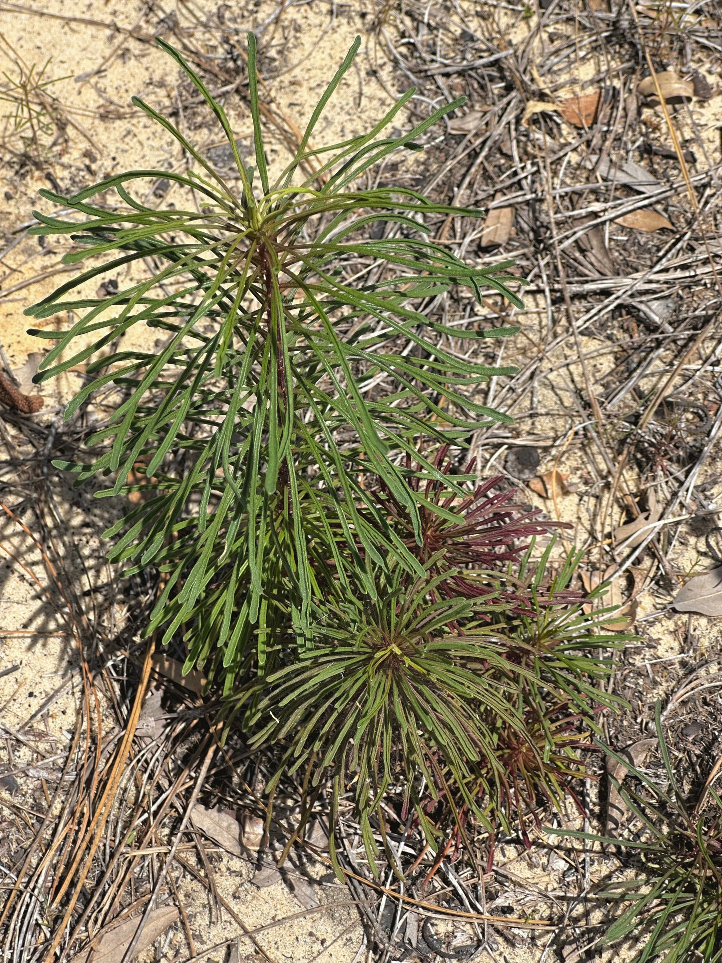 Balduina angustifolia - Coastal plain honeycomb head