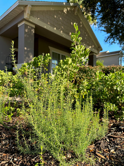 Conradina canescens - Wild rosemary