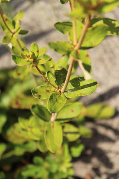 Eriogonum tomentosum - Wild buckwheat