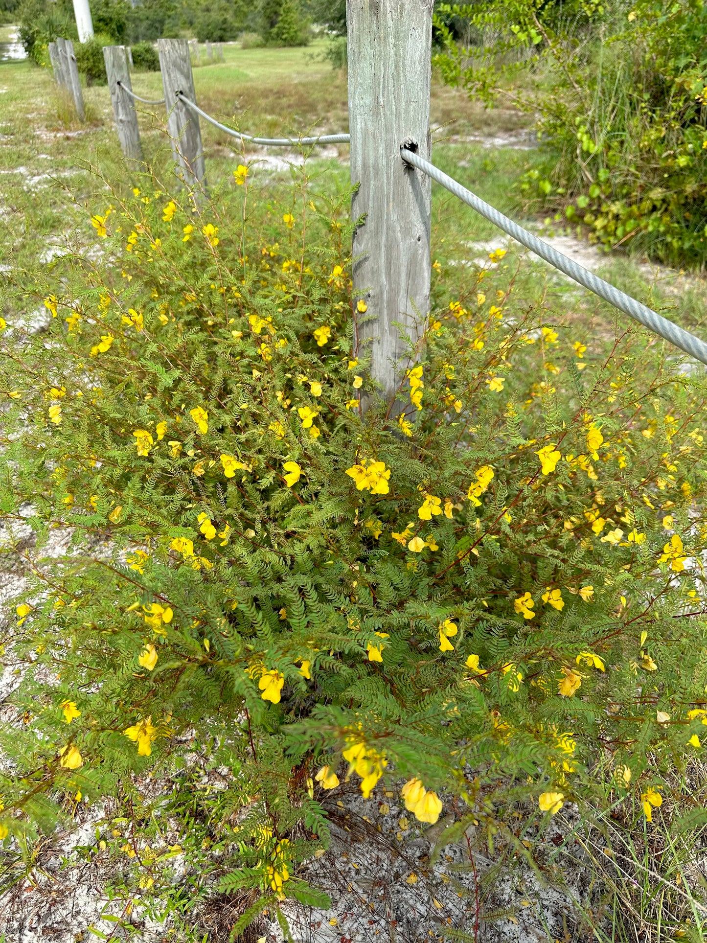 Chamaecrista fasciculata - Partridge pea