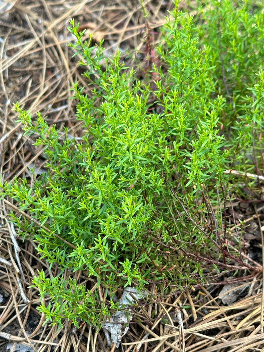 Lechea deckertii - Deckert’s pinweed