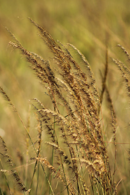 Sorghastrum secundum - Lopsided Indiangrass