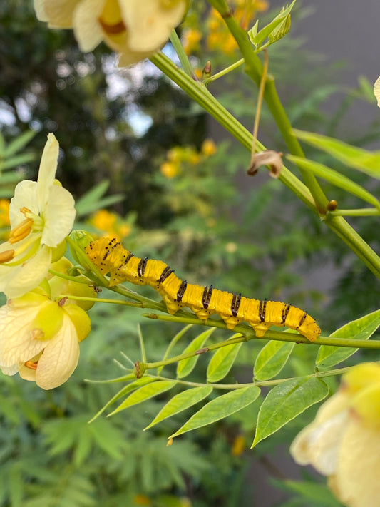 Senna ligustrina - Privet senna