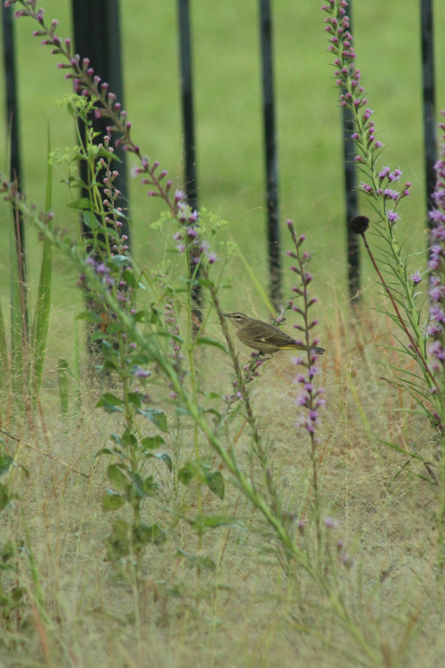 Eragrostis spectabilis - Purple Lovegrass