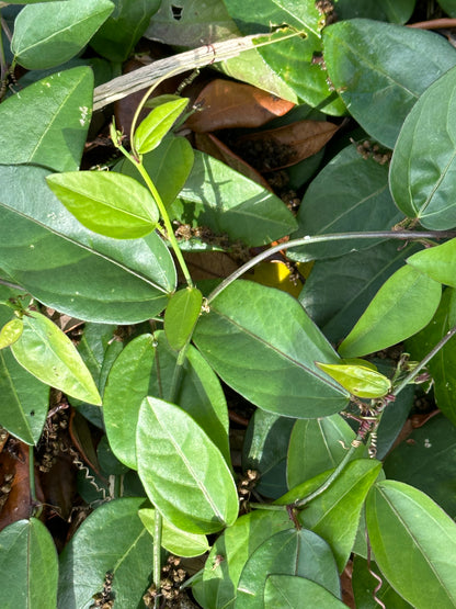 Passiflora suberosa - Corkystem passionflower