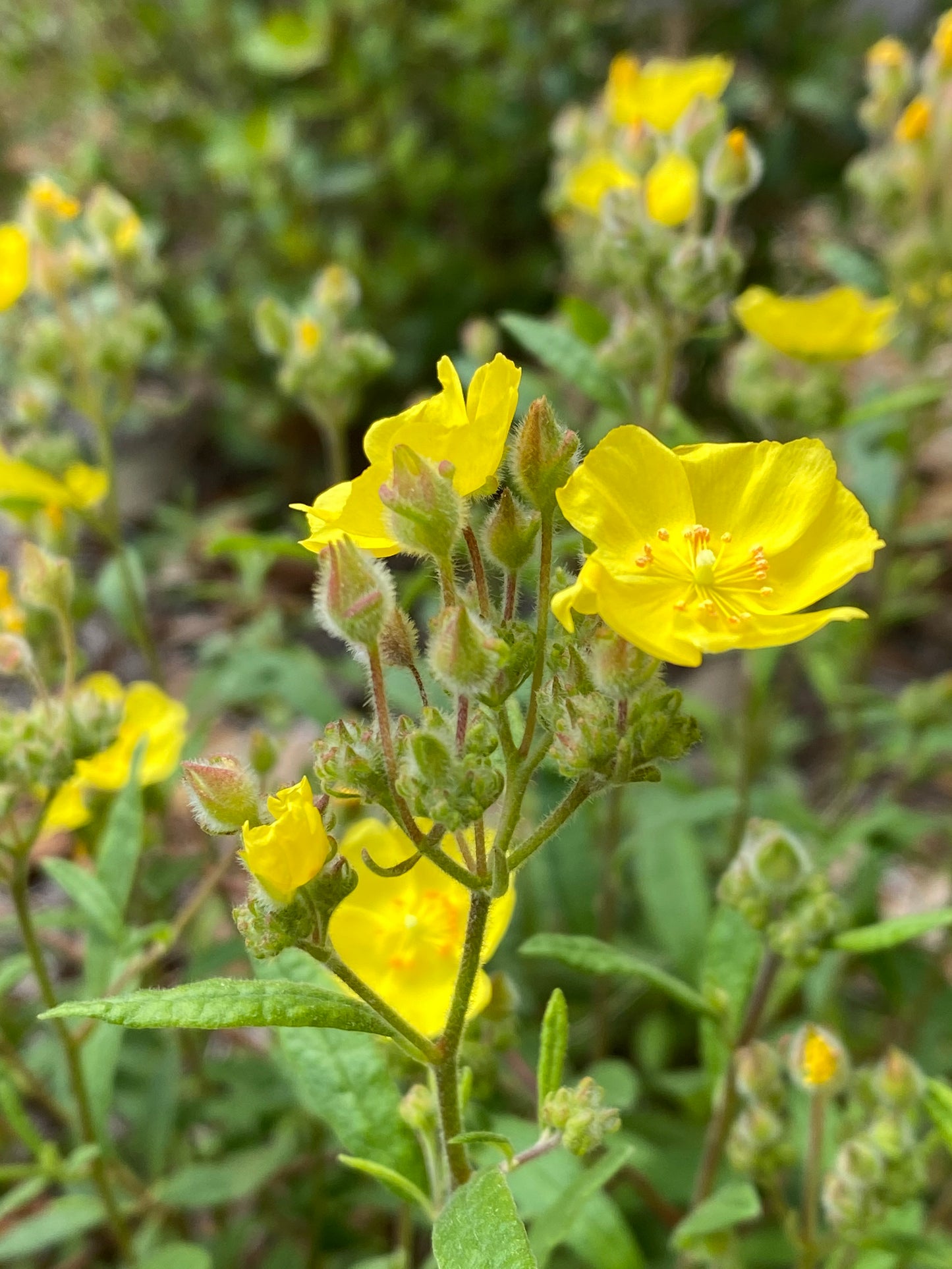 Crocanthemum corymbosum - Pinebarren frostweed