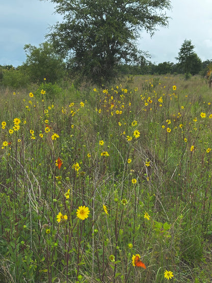 Silphium asteriscus - Stary rosinflower